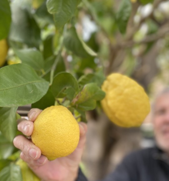 The Lemon Tree - Lemon Curd & Meringue Cupcakes - Joy